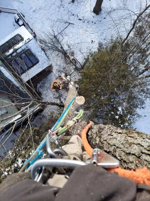 brian t kath tree removel — photo 3