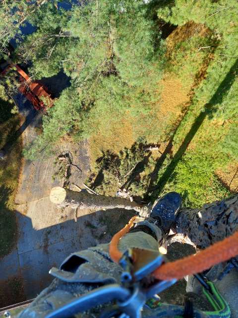 brian t kath tree removel — photo 2