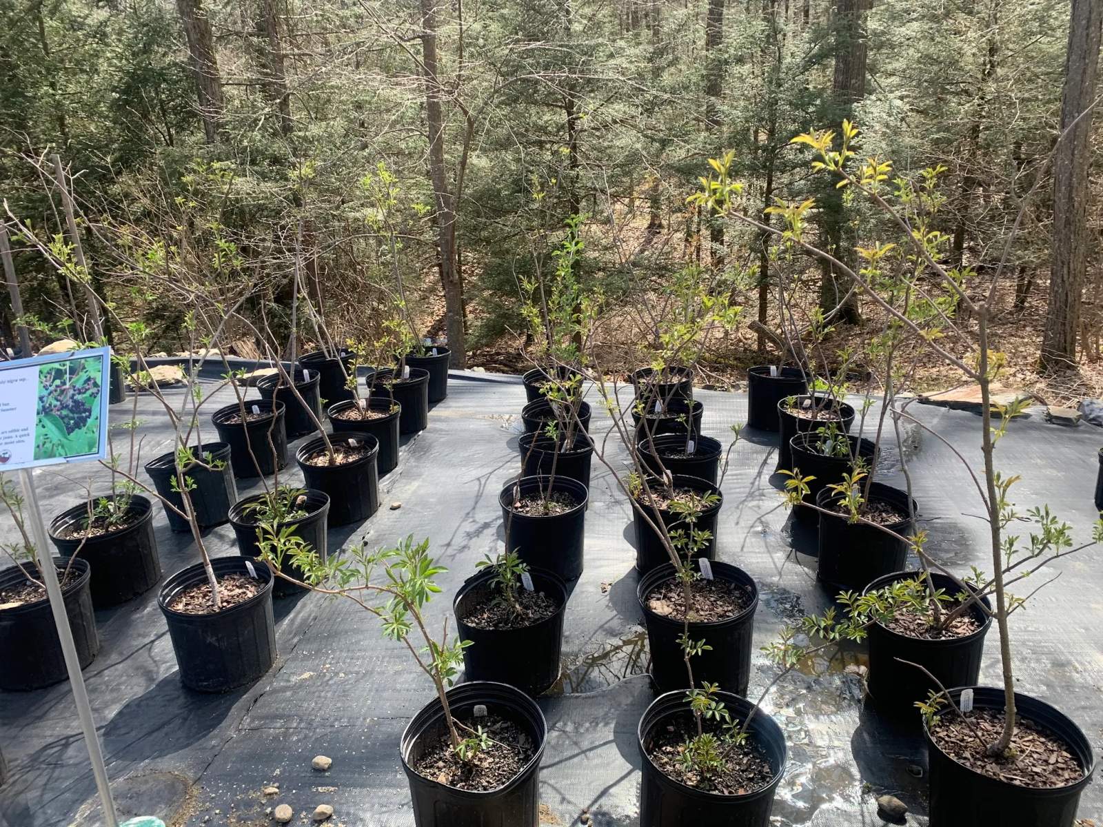 Earth Tones Native Plant Nursery — photo 3