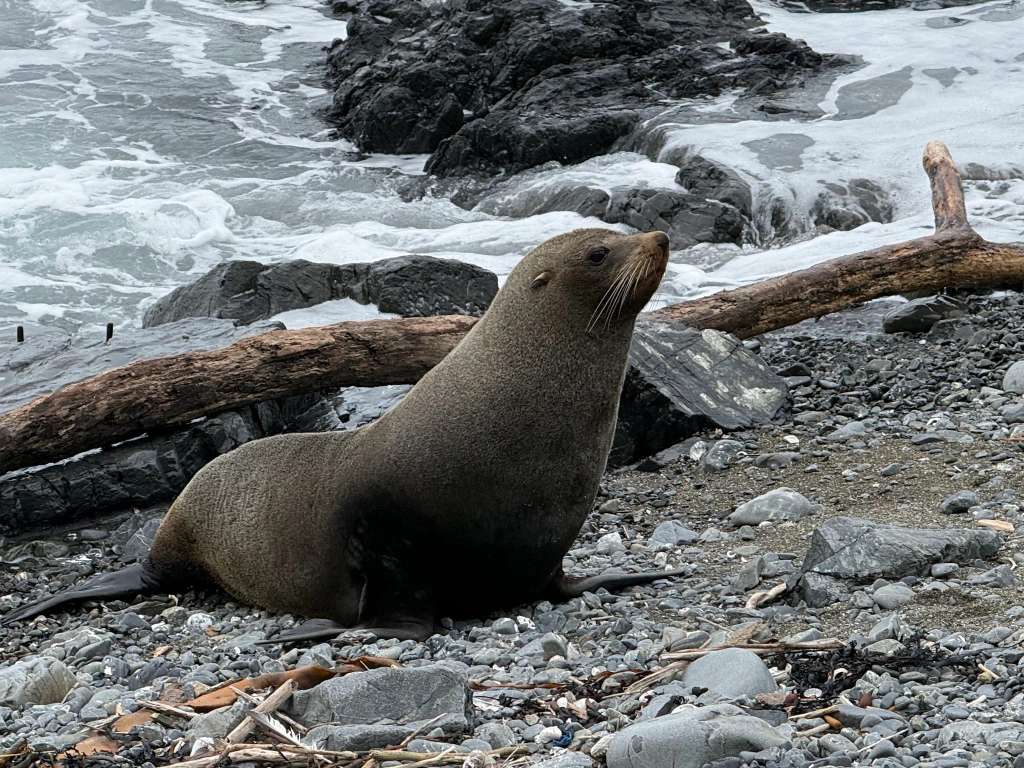 Red Rocks - Seals
