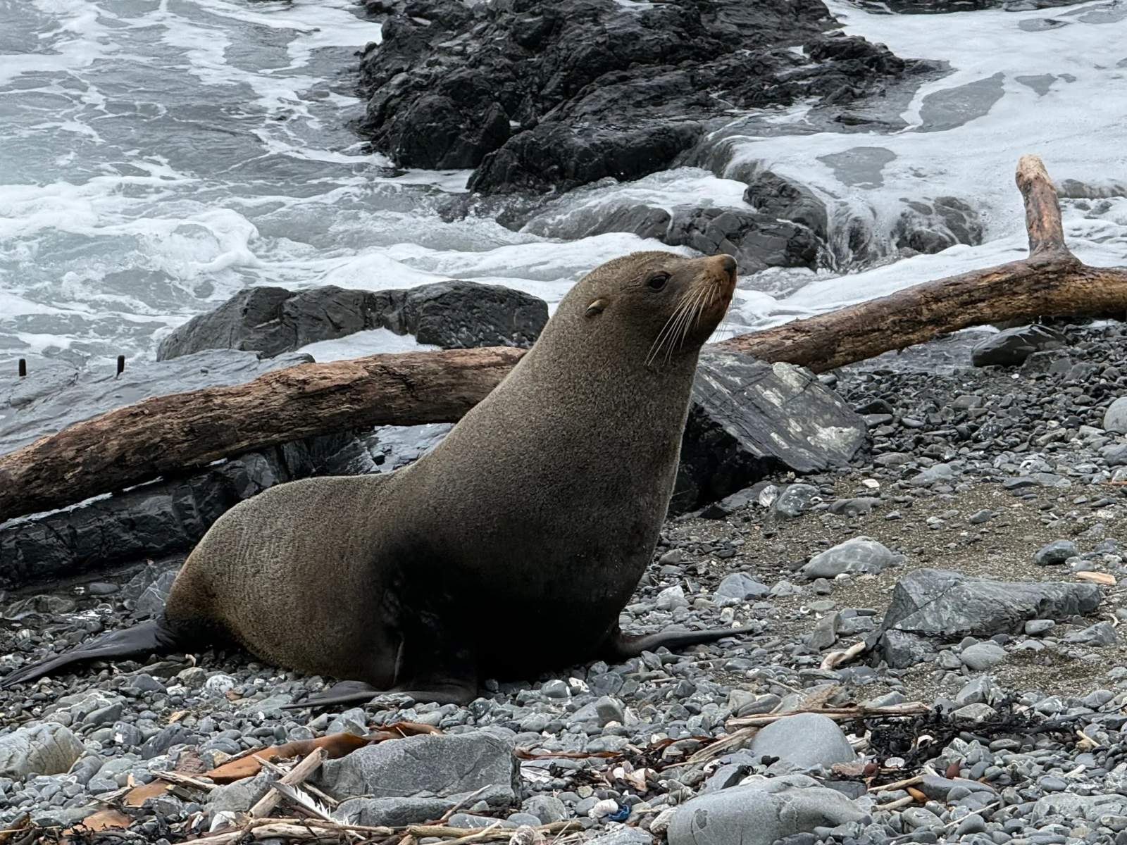 Red Rocks - Seals — photo 1