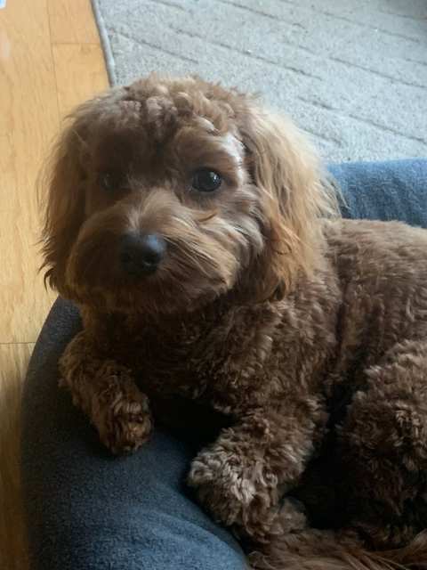 Catherine's Pet Parlor, LLC — photo 3