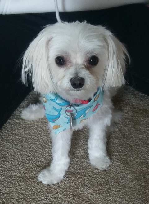Catherine's Pet Parlor, LLC — photo 2