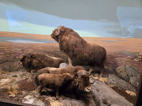 Milwaukee Public Museum — photo 4