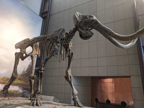 Milwaukee Public Museum — photo 5