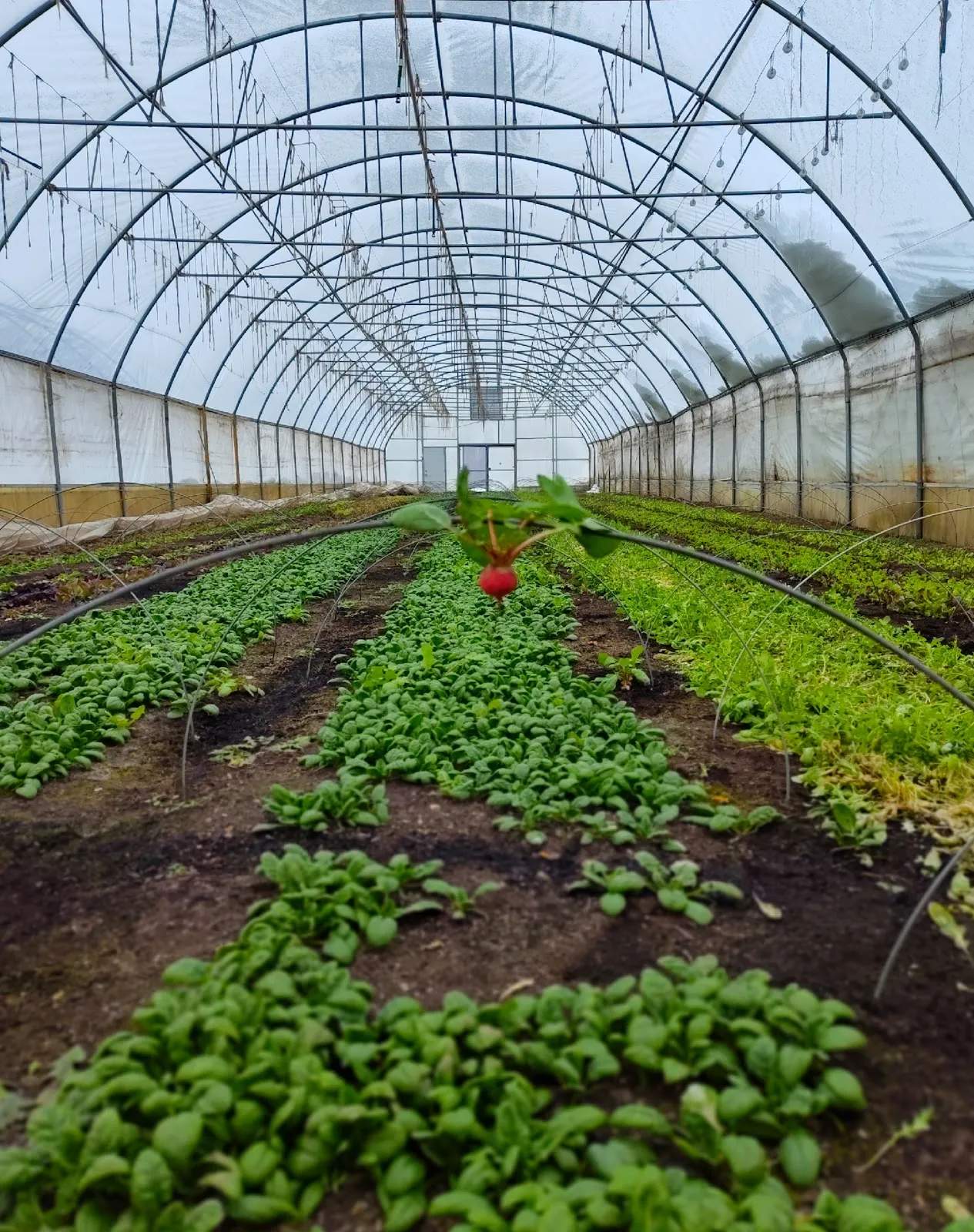 Springdale Farm — photo 3
