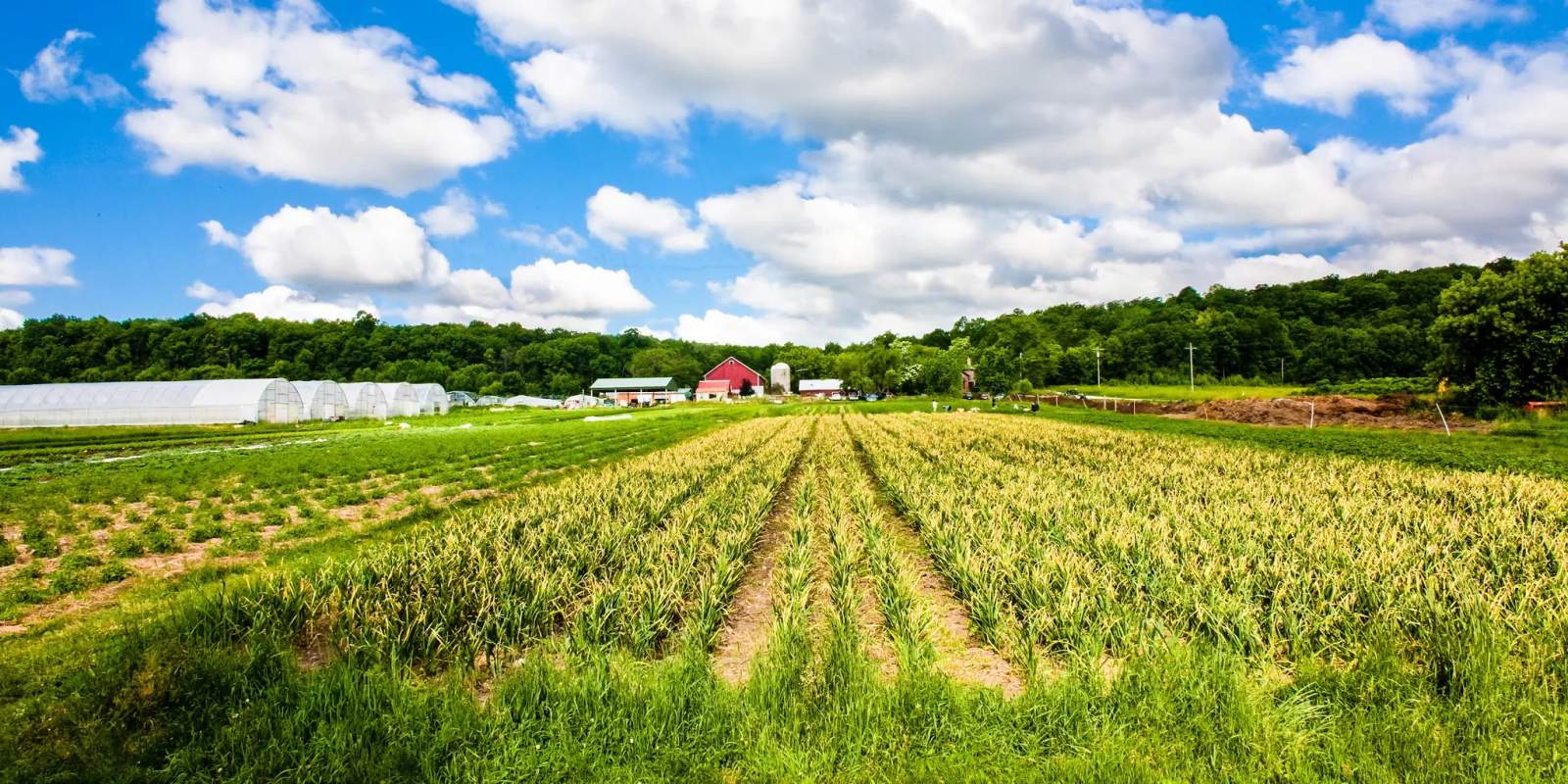 Springdale Farm — photo 1
