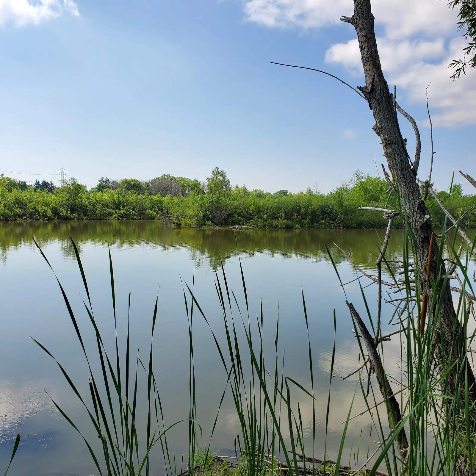 Trinity Creek Wetland Habitat — photo 1