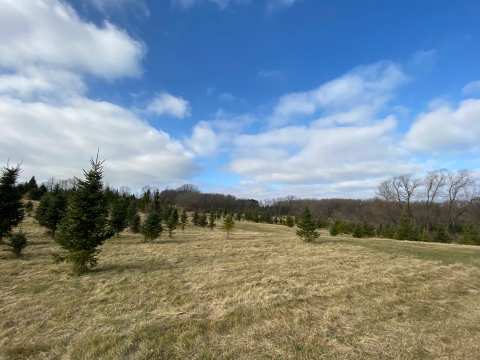 Anderson’s Christmas Tree Farm — photo 3
