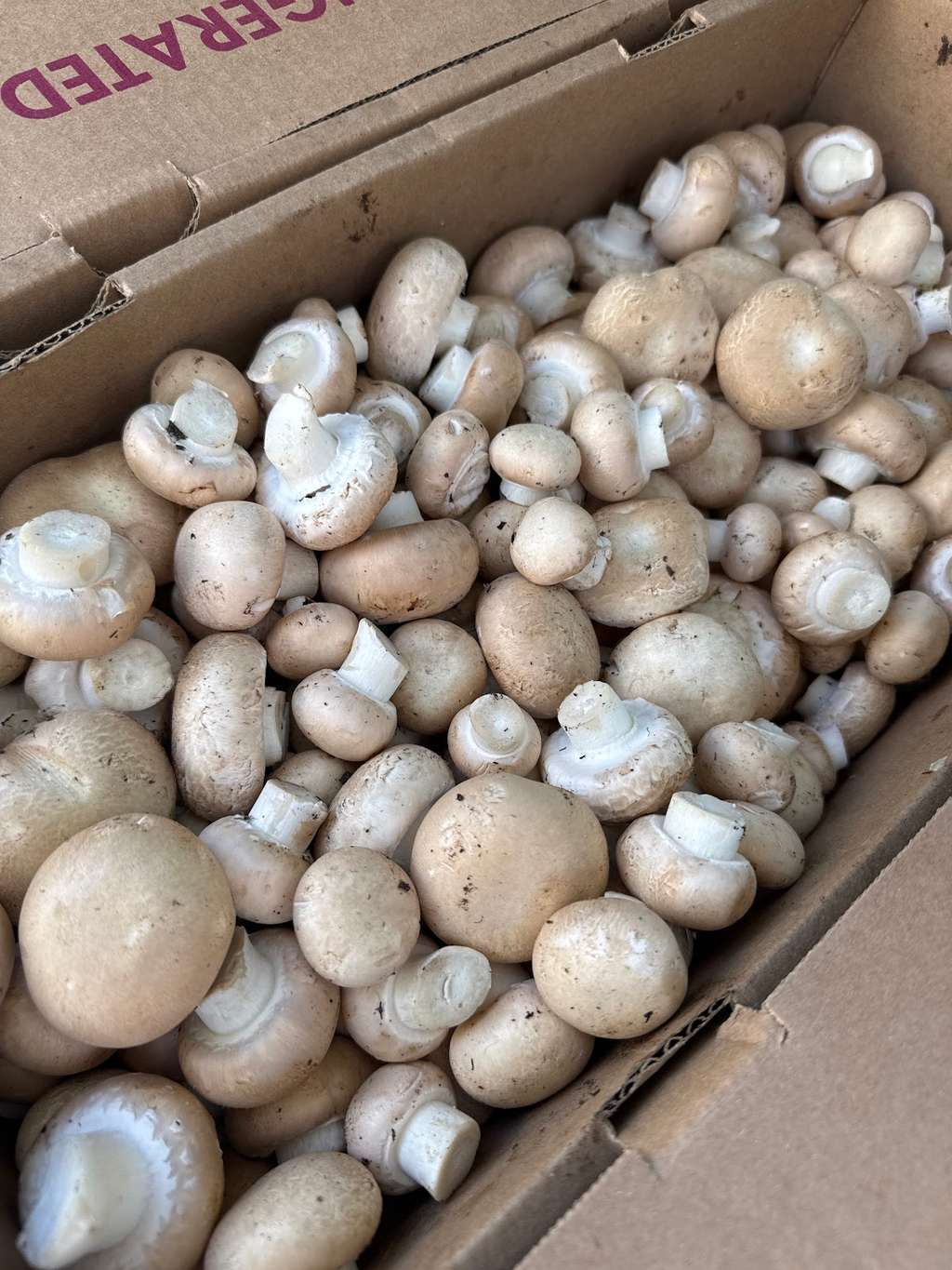 Gourmet's Delight Mushrooms