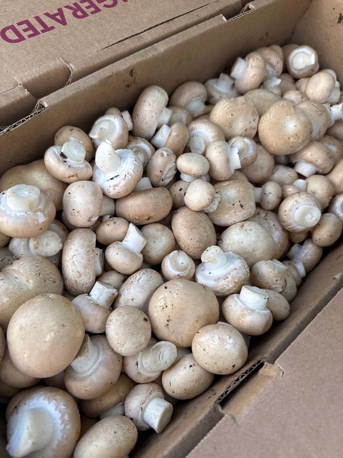 Gourmet's Delight Mushrooms — photo 1