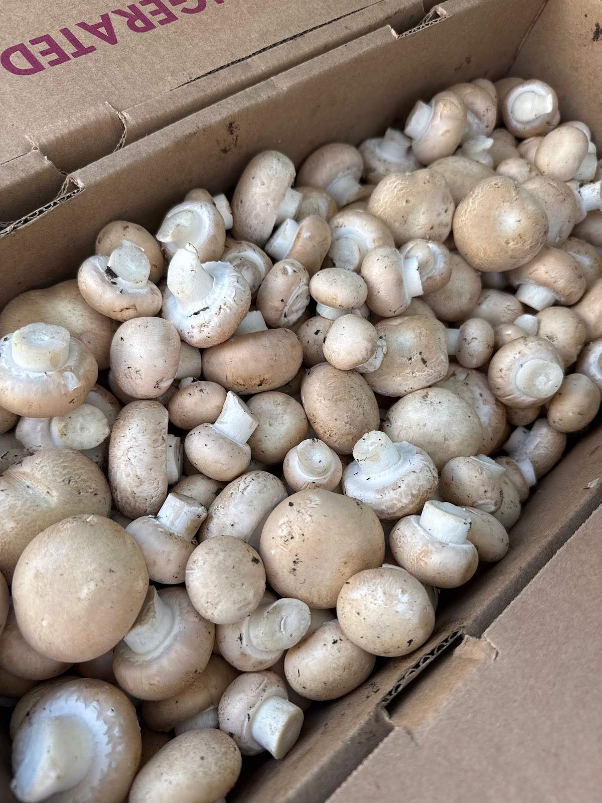 Gourmet's Delight Mushrooms — photo 1