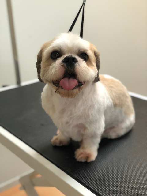 The Pet Place - Grooming — photo 2