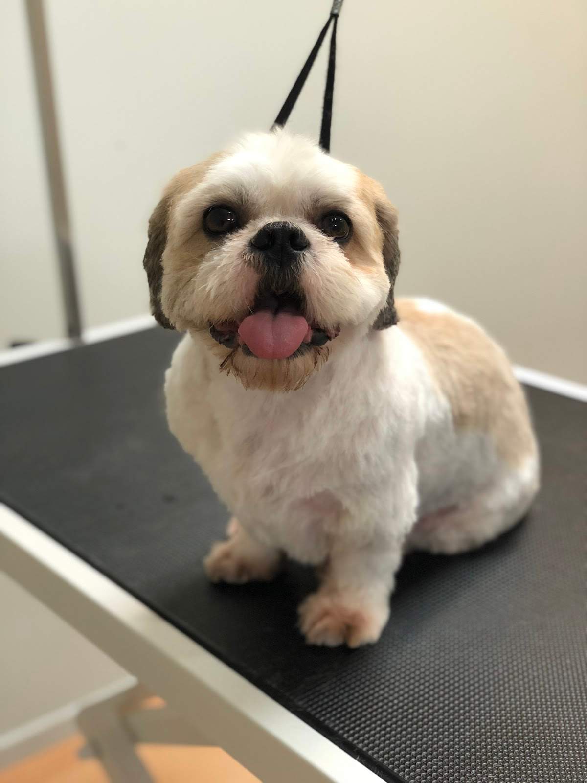 The Pet Place - Grooming — photo 2