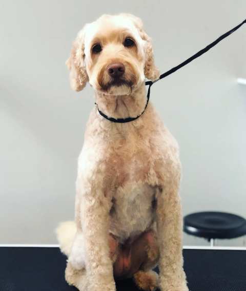 The Pet Place - Grooming — photo 3
