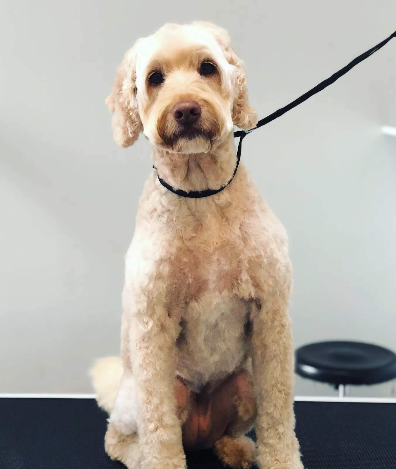 The Pet Place - Grooming — photo 3