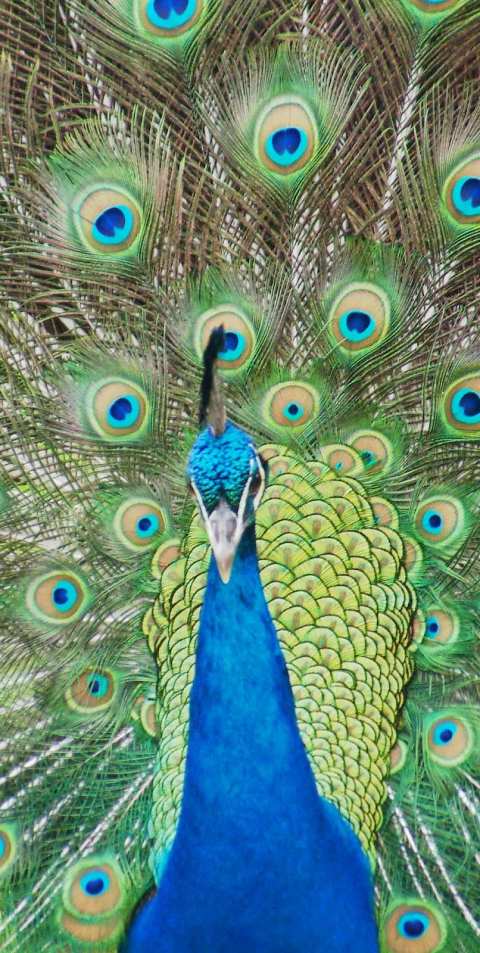 Katikati Bird Gardens — photo 3