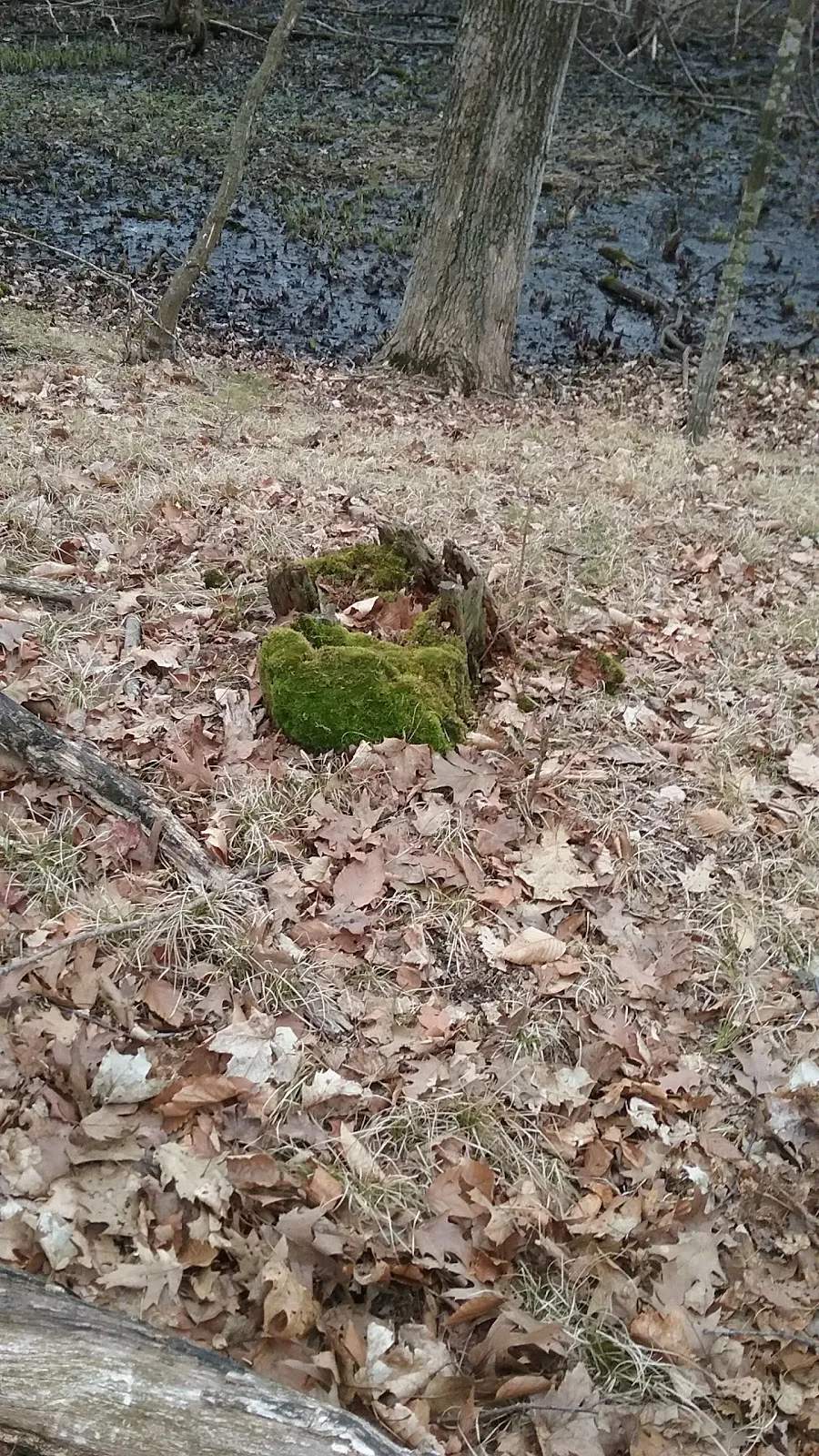 Balzer Wilderness Park — photo 3