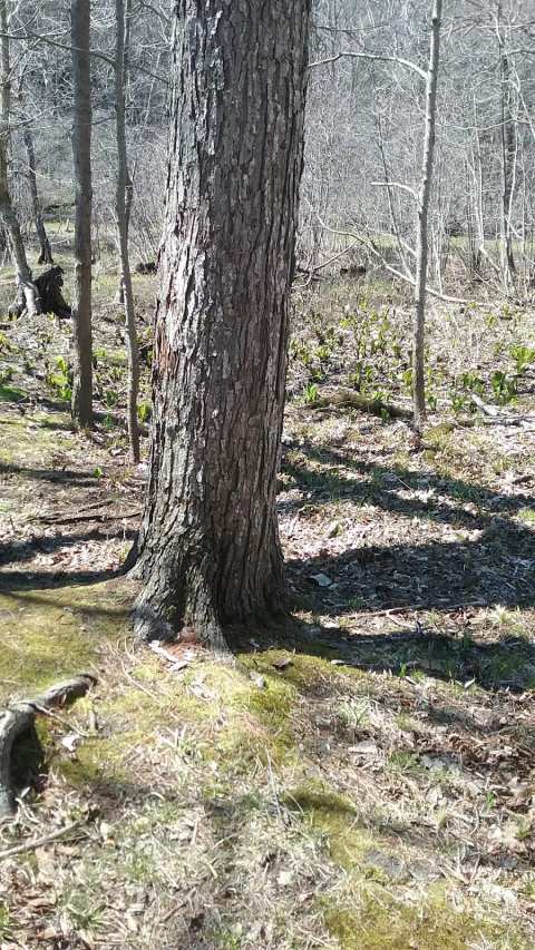 Balzer Wilderness Park — photo 2