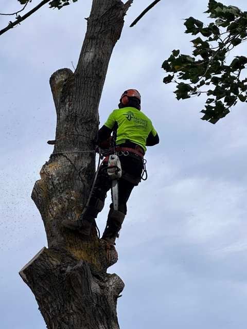 R&J Tree Services — photo 3