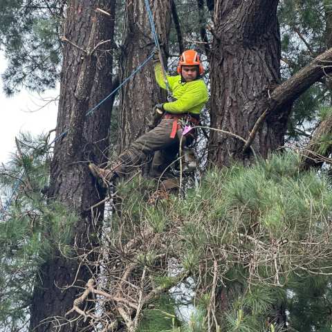 R&J Tree Services — photo 2