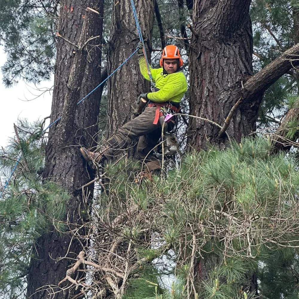 R&J Tree Services — photo 2