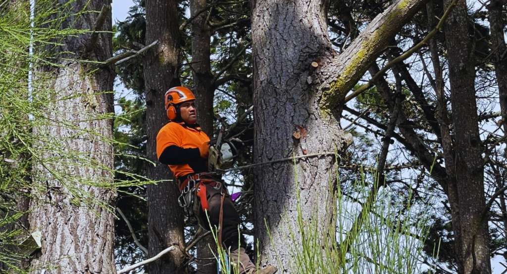 R&J Tree Services