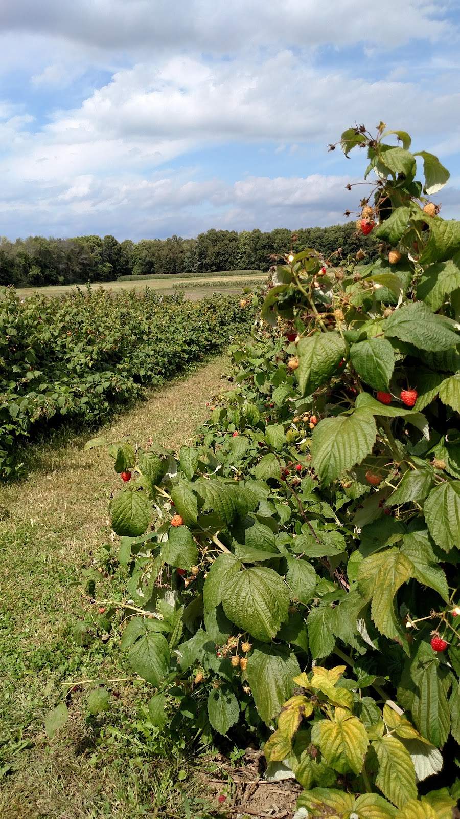 Witte's Vegetable Farm LLC — photo 7