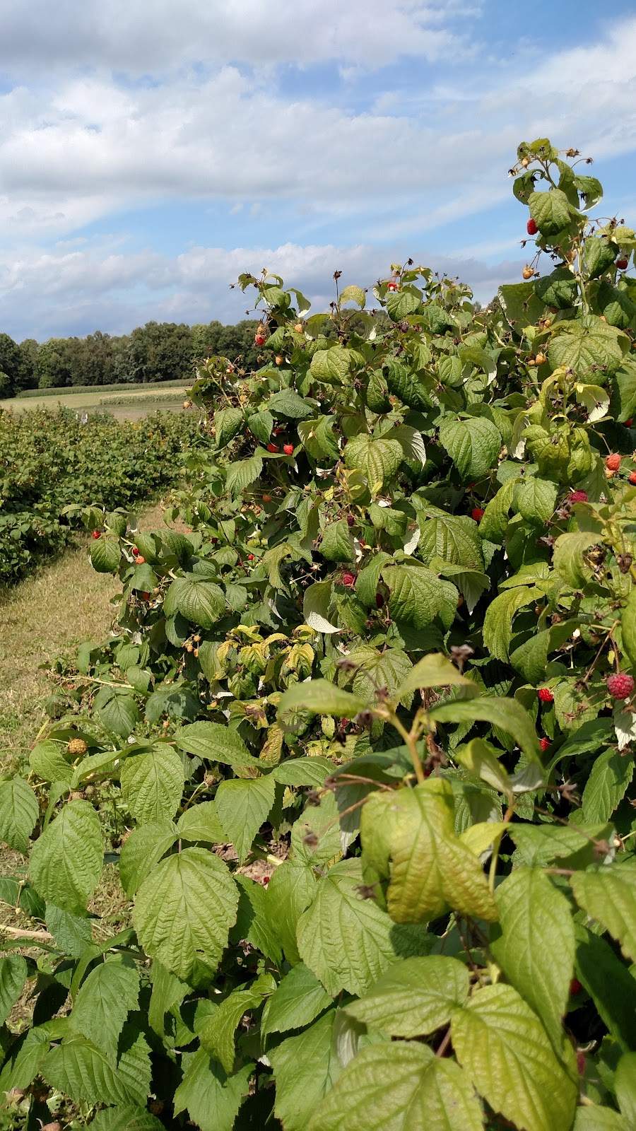 Witte's Vegetable Farm LLC — photo 10