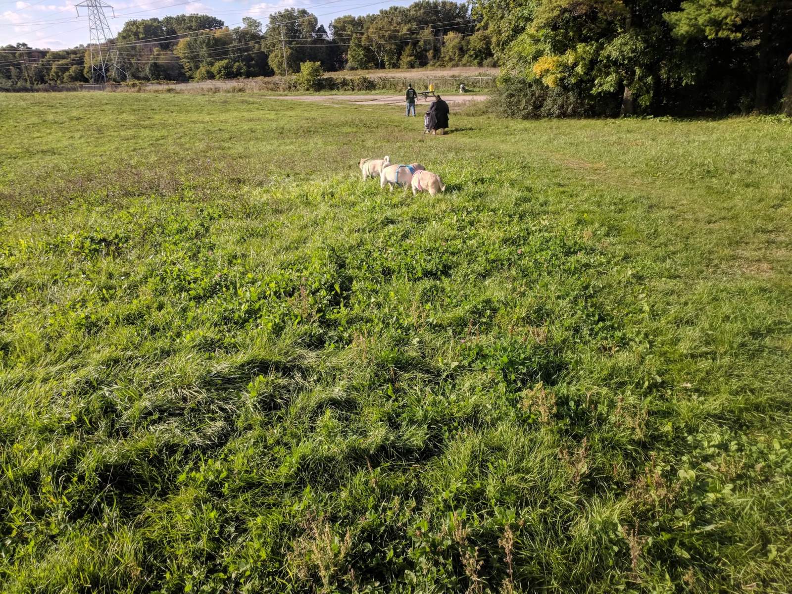Sheboygan Dog Park — photo 1
