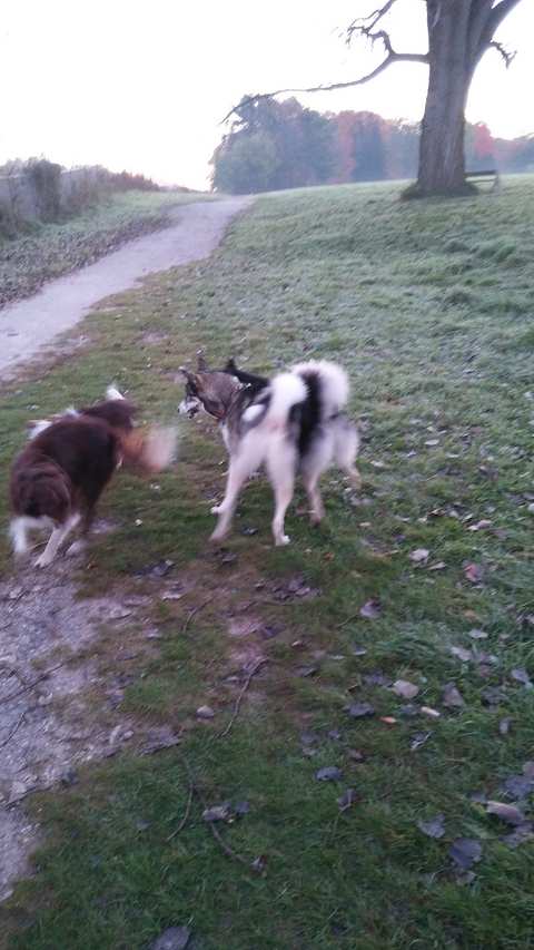 Sheboygan Dog Park — photo 2