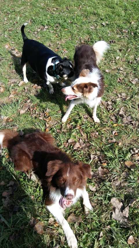 Sheboygan Dog Park — photo 3