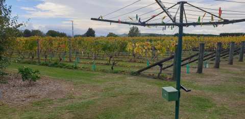 Martinborough Golf Club — photo 3
