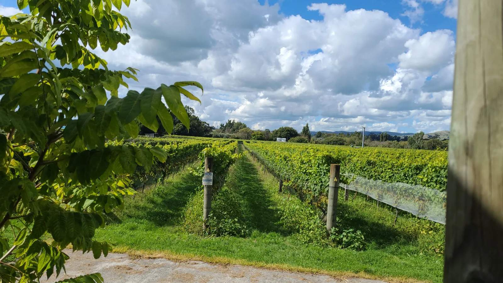 Margrain Vineyard — photo 1