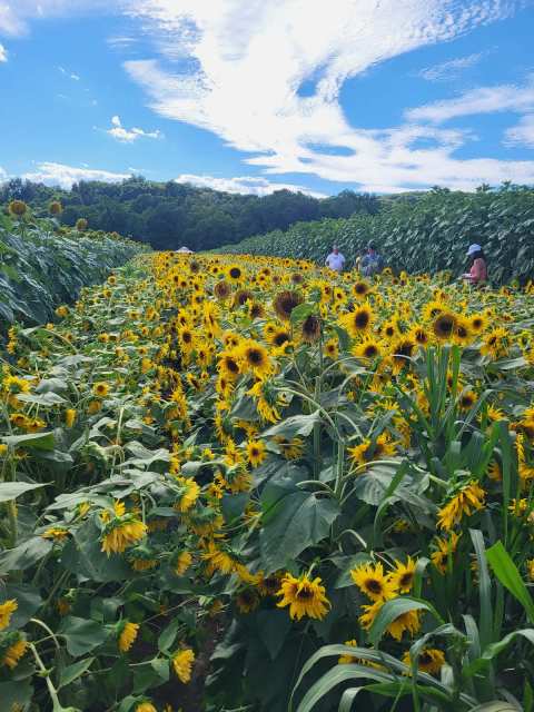 The Farm, Woodbury CT — photo 2