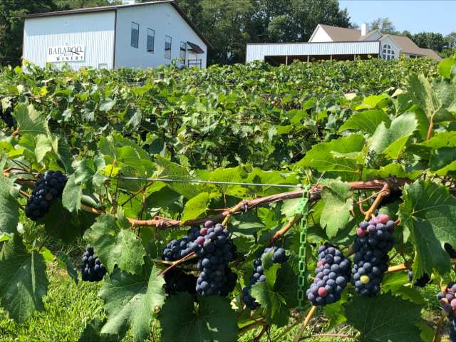 Baraboo Bluff Winery
