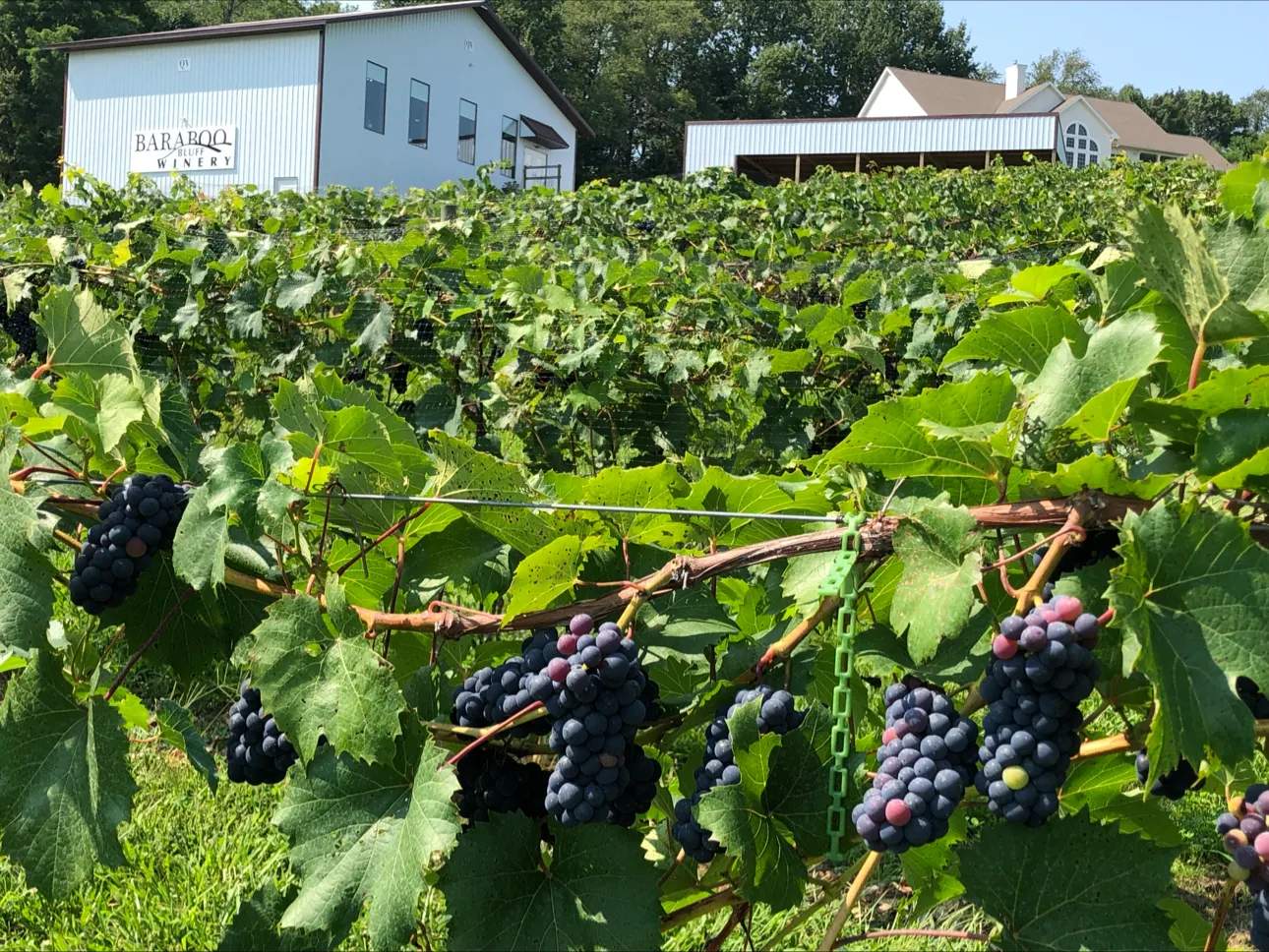 Baraboo Bluff Winery — photo 1