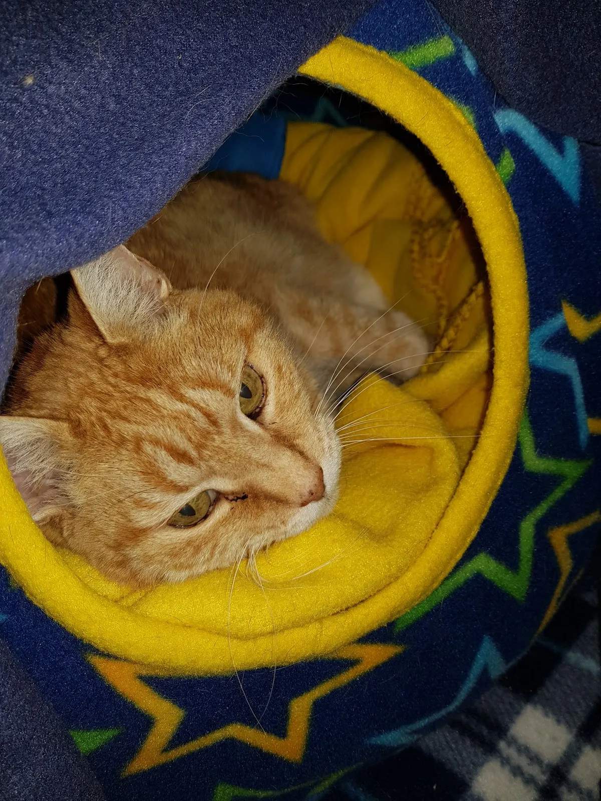 Kitty Cat Boarding Cattery — photo 1