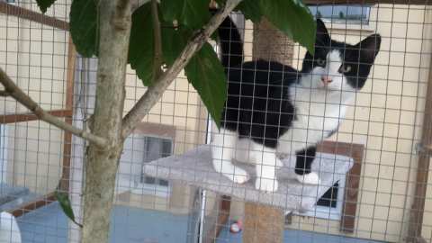 Kitty Cat Boarding Cattery — photo 2