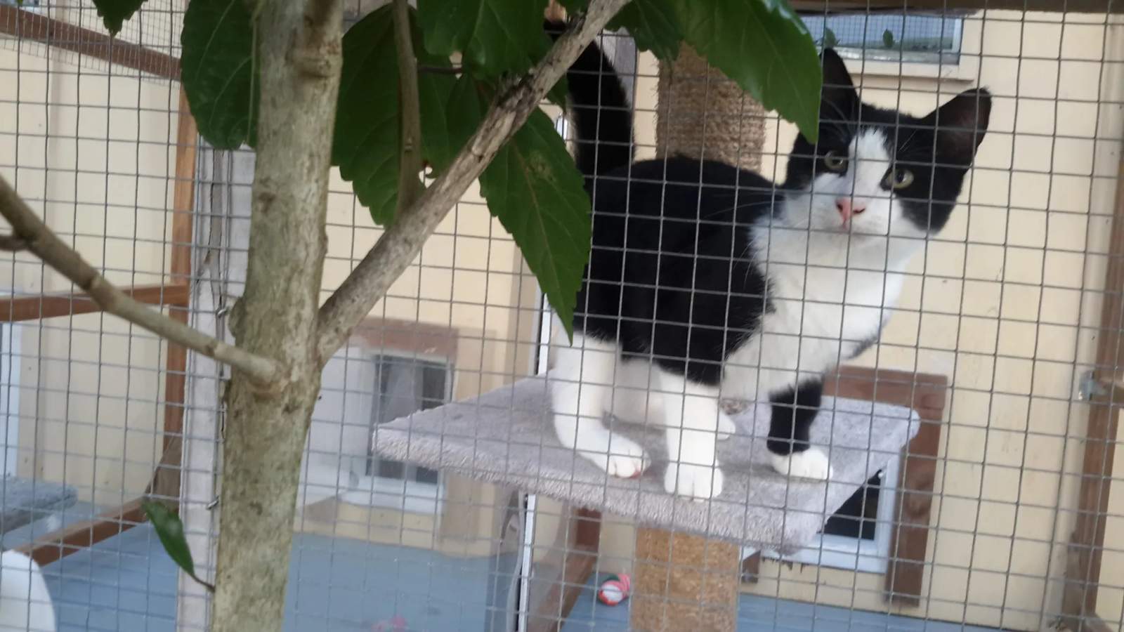 Kitty Cat Boarding Cattery — photo 2