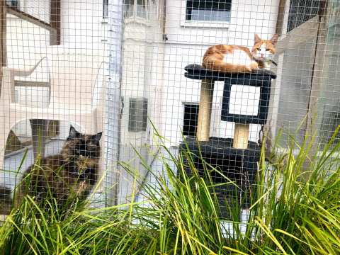 Kitty Cat Boarding Cattery — photo 3