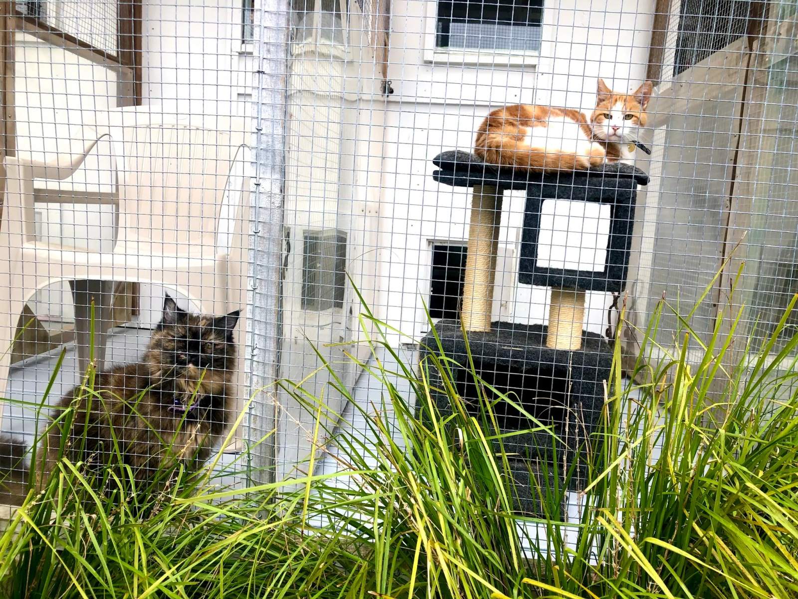 Kitty Cat Boarding Cattery — photo 3