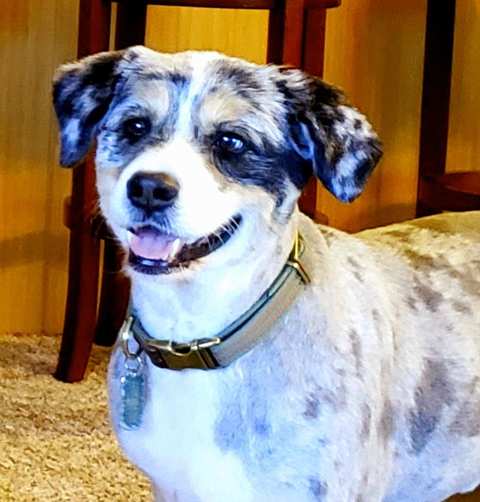 Happy Hounds LLC — photo 2