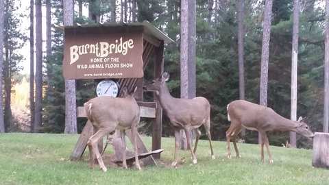 Burnt Bridge Tavern — photo 3
