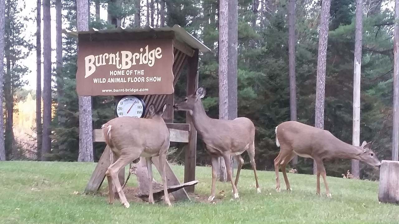 Burnt Bridge Tavern — photo 3