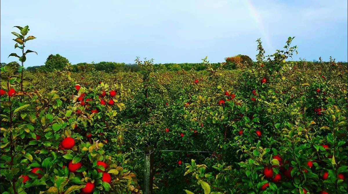 Barthel Fruit Farm — photo 1
