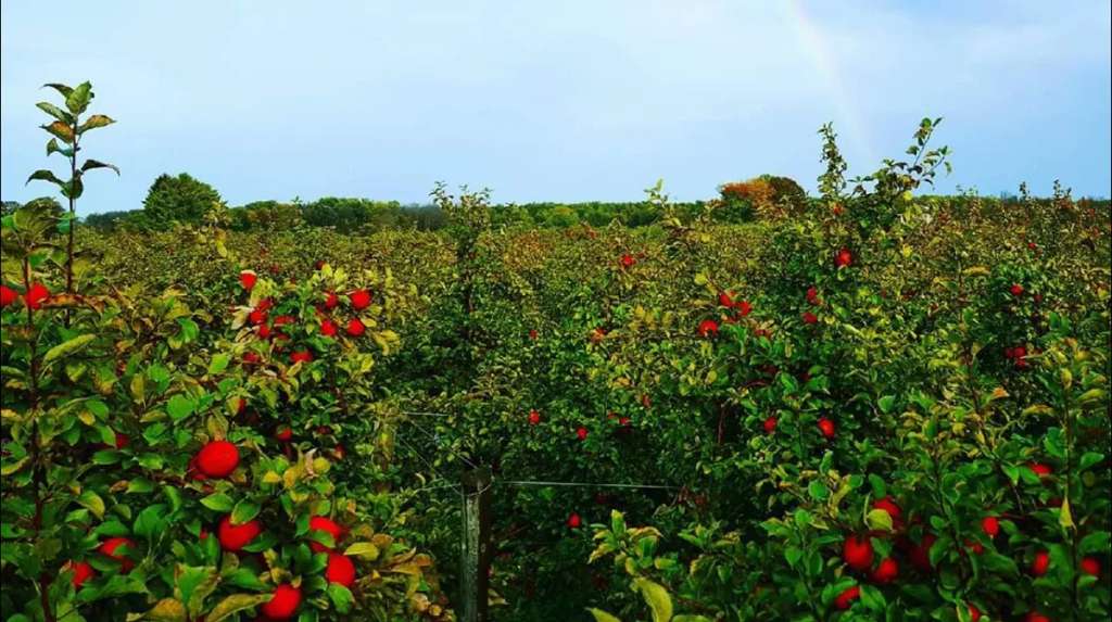 Barthel Fruit Farm