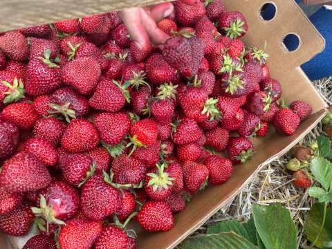 Barthel Fruit Farm — photo 3