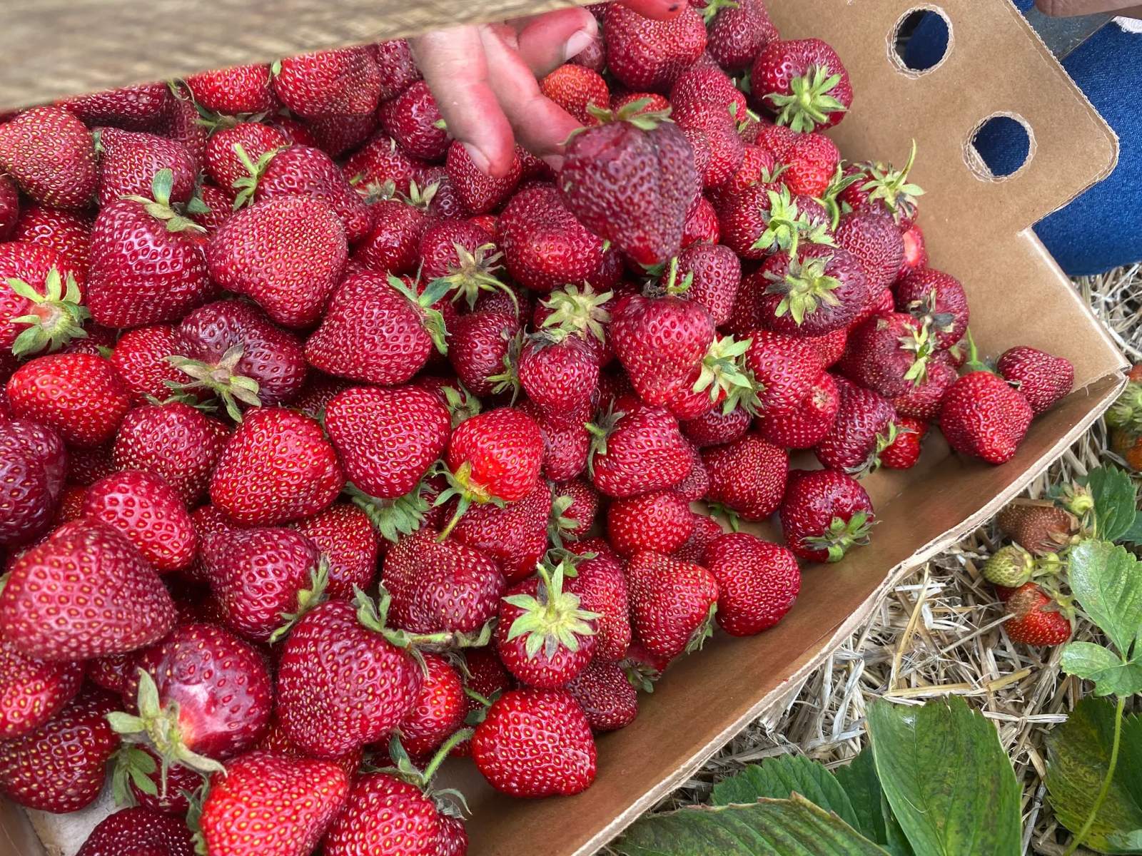 Barthel Fruit Farm — photo 3