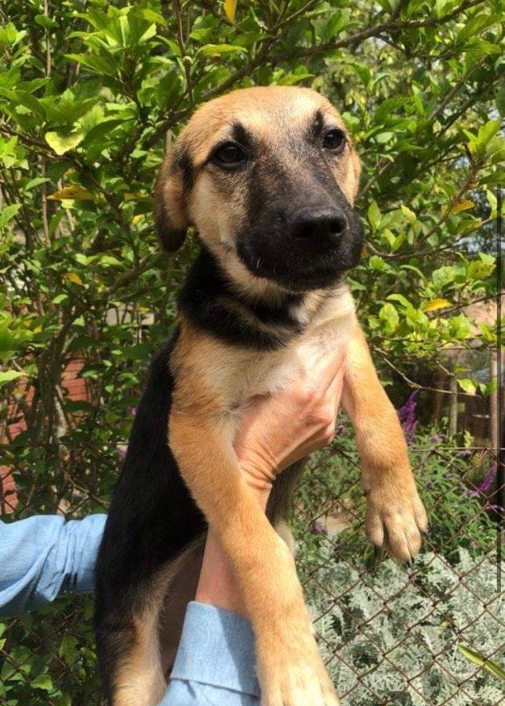Animal Welfare Society Stellenbosch — photo 1